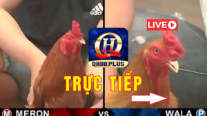 Coi đá gà Thomo là như thế nào?