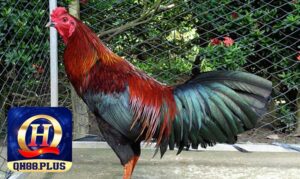 Cách chăm sóc, nuôi chiến kê Peru tại nhà