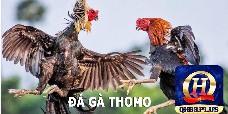 Ưu điểm của đá gà tại trường đấu thomo