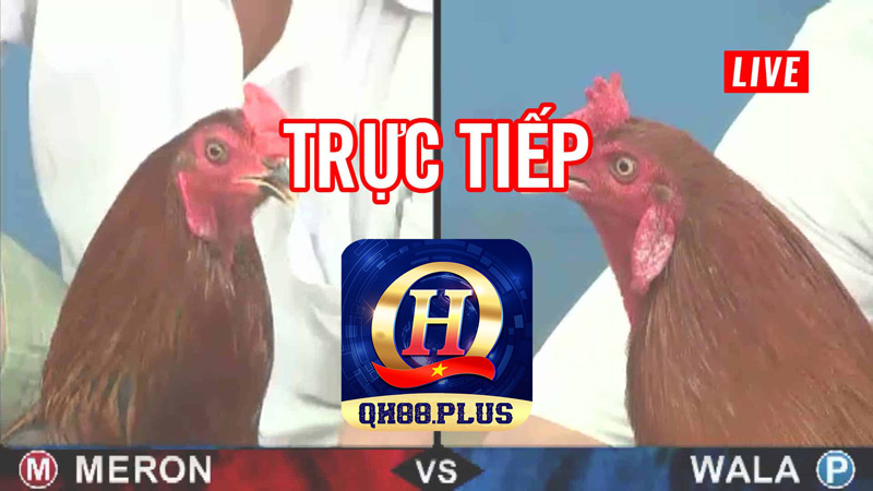 Đá gà thomo cá độ đá gà online tiện ích