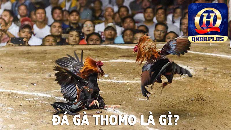 Thông tin về gà chọi thomo