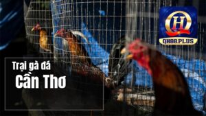 Trình làng những trang trại gà đá Cần Thơ