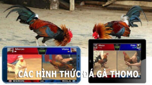 Các hình thức đá gà thomo phổ biến mà anh em nên nắm bắt