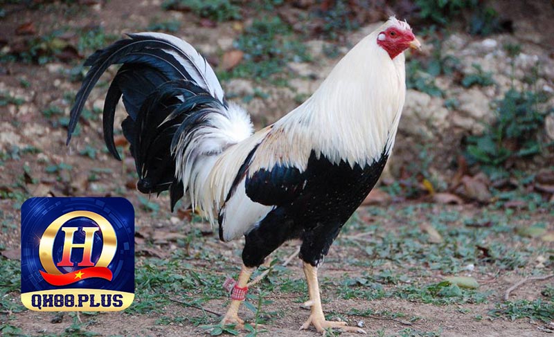 Những giống gà cựa sắt phổ biến