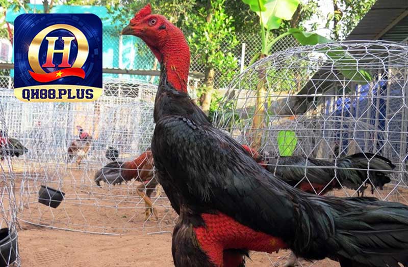 Tìm hiểu luật của trò chơi đá gà cựa sắt 