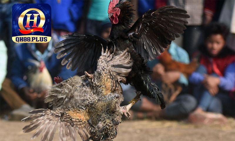 Bí quyết khi tham gia cuộc chiến kê cựa sắt dành cho người đặt cược