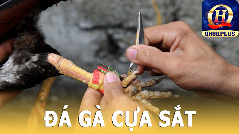 QH88 - Đá gà cựa sắt nghĩa là gì?
